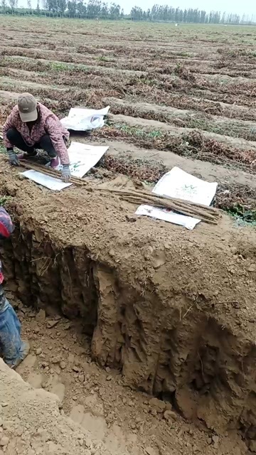 内黄县铁棍山药大果一等品