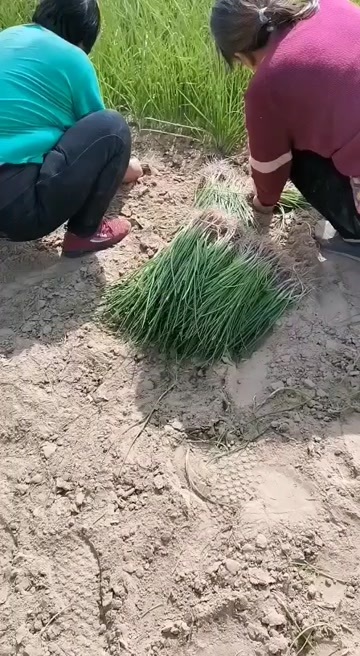 惠民县洋葱苗