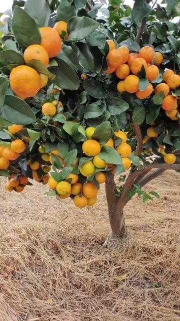 全州县蜜广大量上市