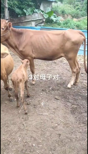 肇庆本地母子对