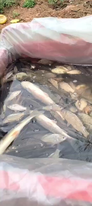 仁寿县成品草鱼