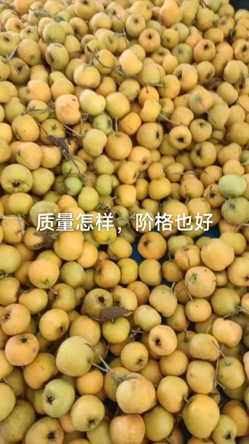 平邑县黄金豆山楂批发