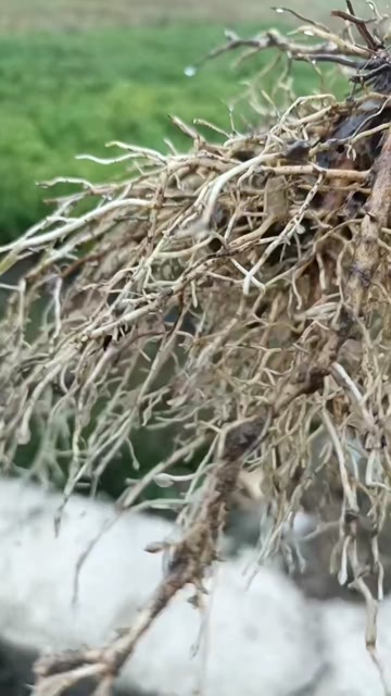 永顺县米良1号猕猴桃苗