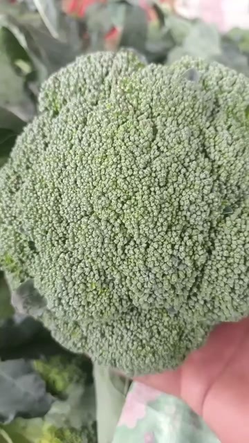 扶沟县精品墨绿秀美西兰花