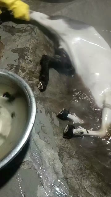 清远放养黑山羊肉，手工拔毛，无骚味，有嚼劲就是香
