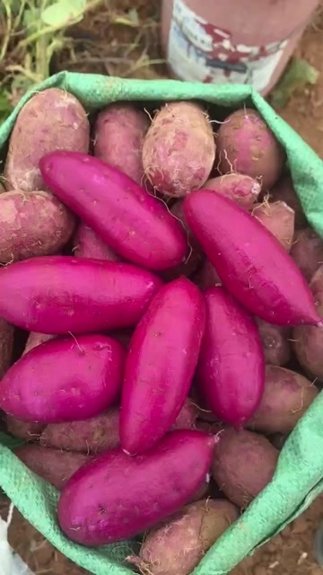 蓝山县紫薯