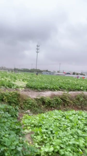东台市万亩大白菜上市