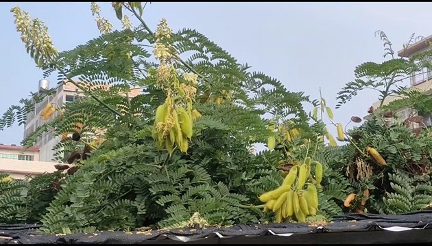 灵山县南蛇藤