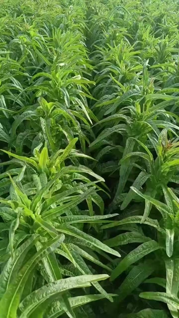 郯城县山东莴苣及莴苣杆子大量上市，支持各种包装，地头看货