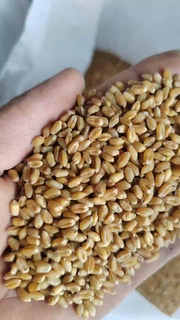 春小麦，种子