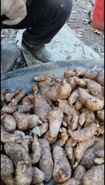 毕节乌红杂交天麻