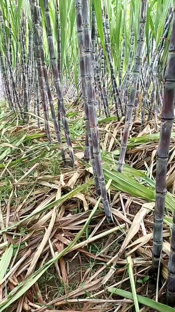 枣阳市黑皮水果甘蔗