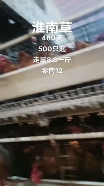 淮南草母种鸡毛全均重5斤黄油日龄460天