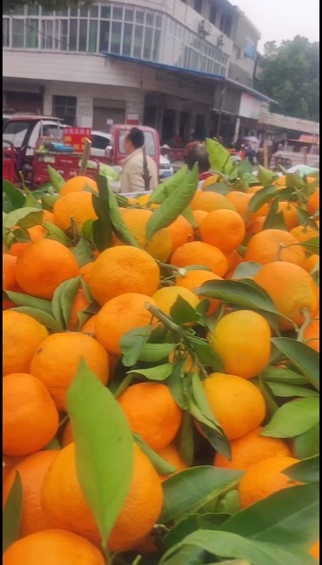 城固县陕西蜜橘