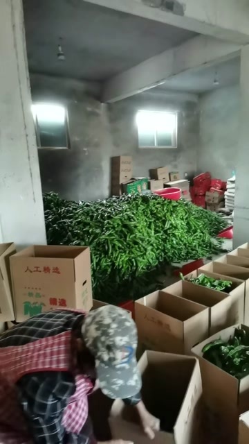 夏邑县301打泡椒