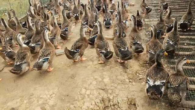 清远嫩麻鸭