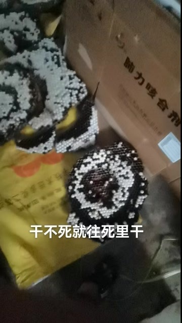 仁化县土蜂蛹