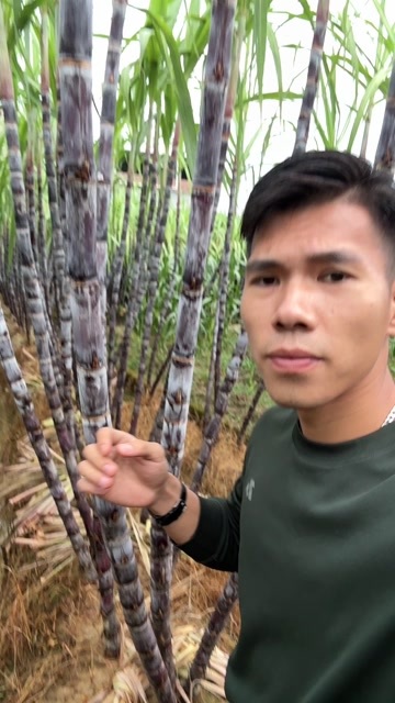 博白县大量甘蔗批