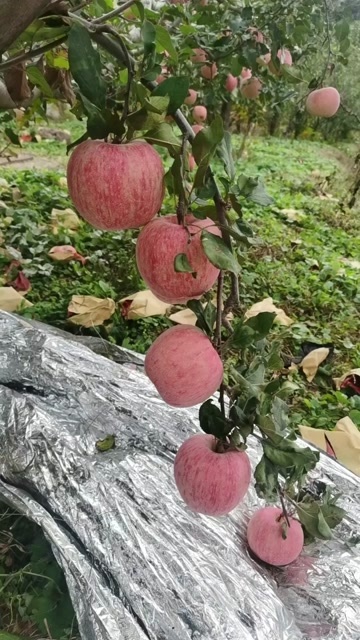 红富士苹果，又脆又甜