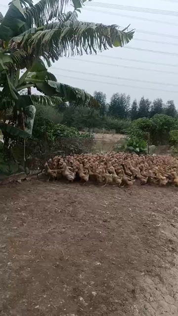 清远淘汰蛋鸭
