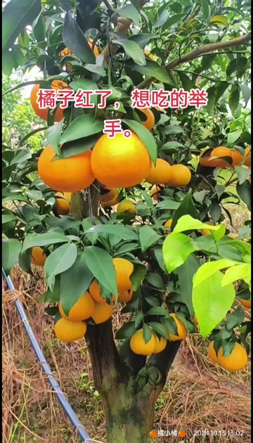 爱媛橙