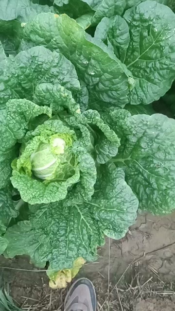 青铜峡市精品娃娃菜，无虫无蜜无腐烂无干烧心，菜心实