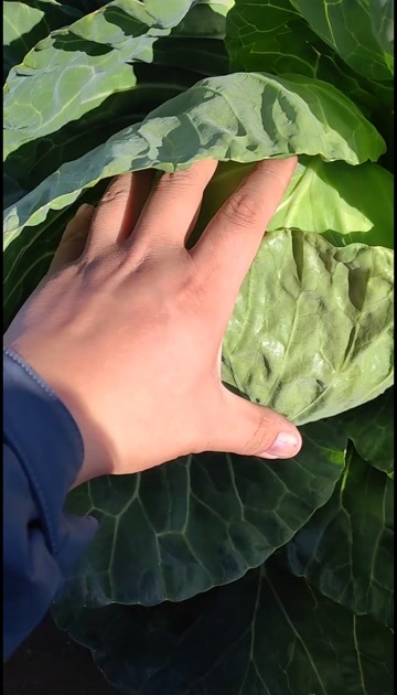 昌乐县大量精品甘蓝上市，产地直发。韩绿。