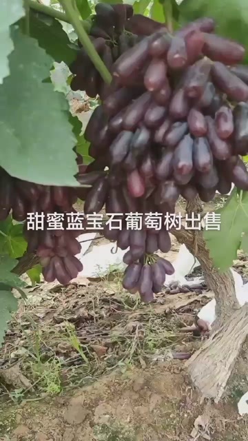 平邑县蓝宝石葡萄树苖盆地栽甜蜜爬藤果树苗南方北方种植果苗当年结果苗