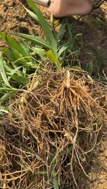安福县紫花三叉白芨种苗，一手货源，品质保证，假上赔十，死苗补发，