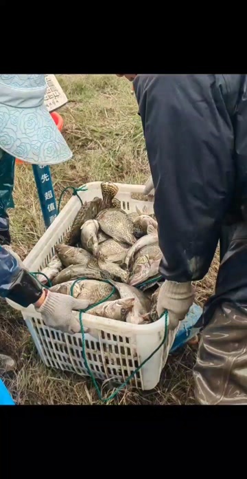 扬州出售成品鳜鱼，罗氏虾
