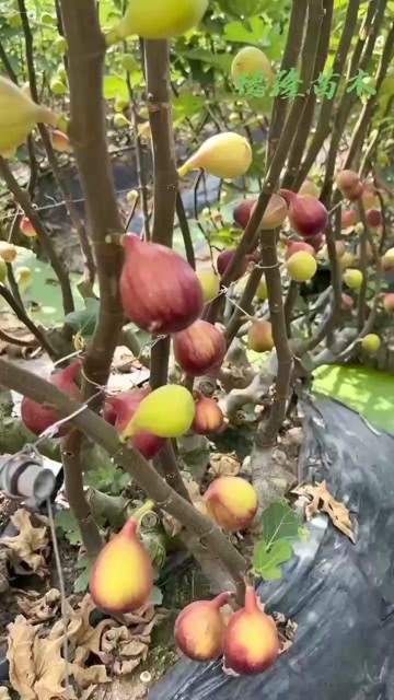 平邑县红心无花果树苗波姬红大果纯甜无花果苗当年结果南北方种植包邮