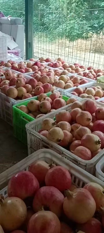 荥阳市突尼斯软籽石榴 河南直发 水果界的雅诗兰黛果大籽甜 荥阳特产