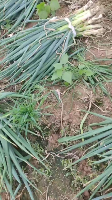 无极县大头葱
