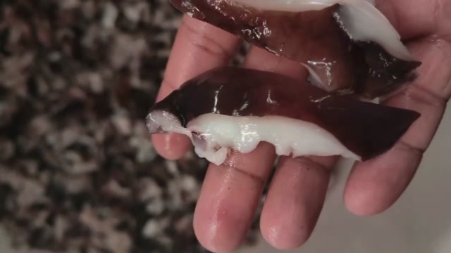 北海金海菇 海香菇