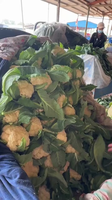 山东聊城精品菜花  花菜