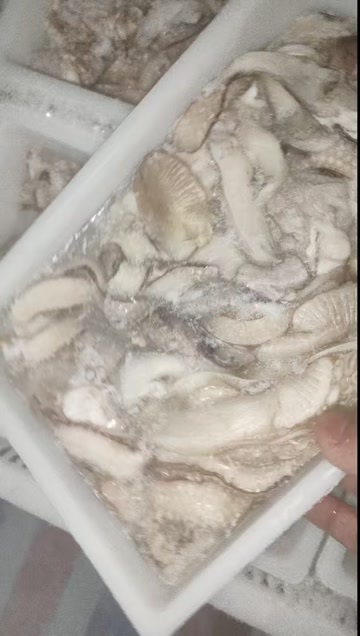 北海墨鱼须墨鱼爪