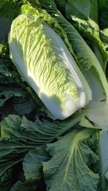 科左中旗青帮核桃纹，黄心菜，菜干，没虫没腻，没烂心杠菜