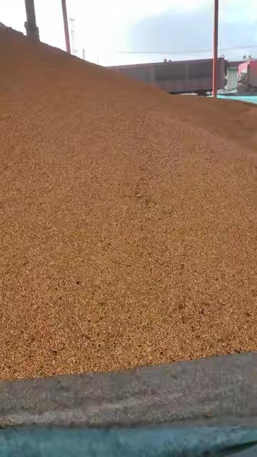 应县山西应县精品黄干玉米粒 无霉便 无土玉米粒