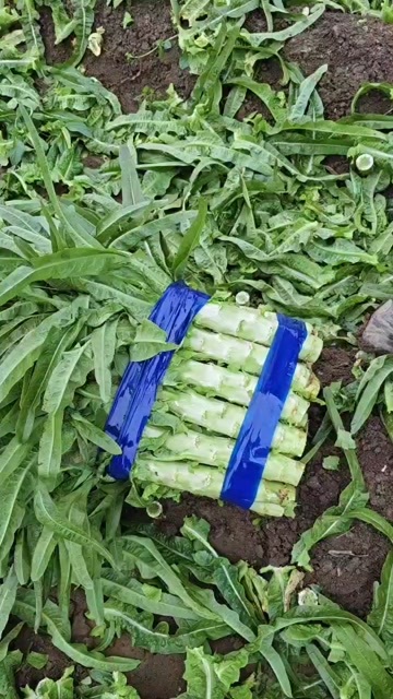 郯城县精品莴苣