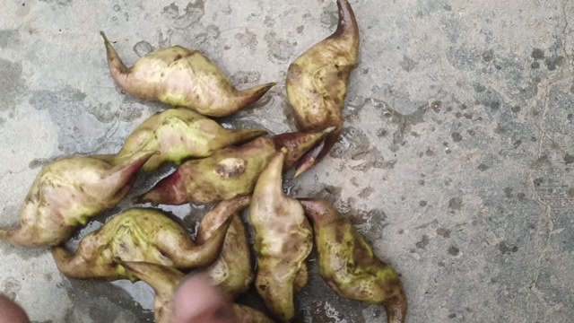  菱角