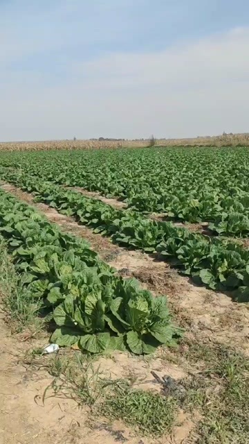 巴彦淖尔黄心白菜义和秋白菜