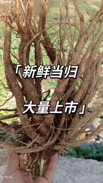甘洛县四川当归