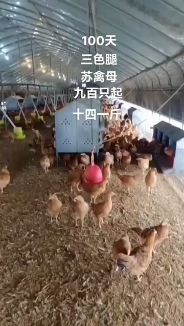 南京三色腿苏禽土鸡100天约重2斤2两