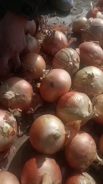 察右后旗内蒙洋葱