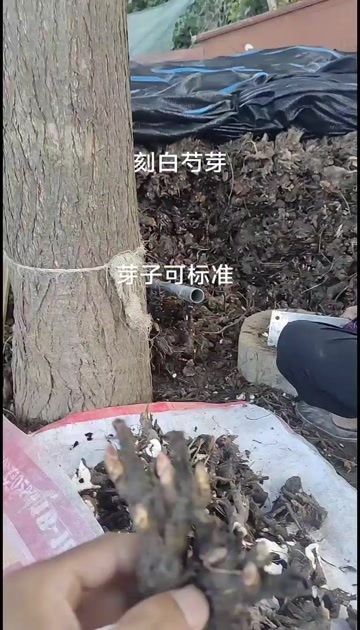 亳州白芍