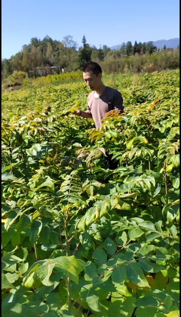 五倍子苗需要的老板预购从速！