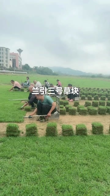 郴州兰引三号草皮湖南郴州草场直销价格实惠耐寒耐旱耐踩踏