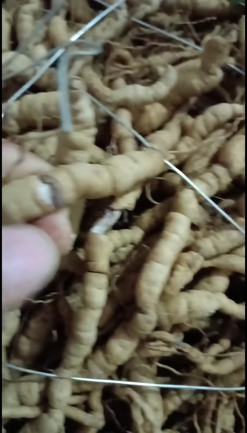 德庆县新鲜巴戟天
