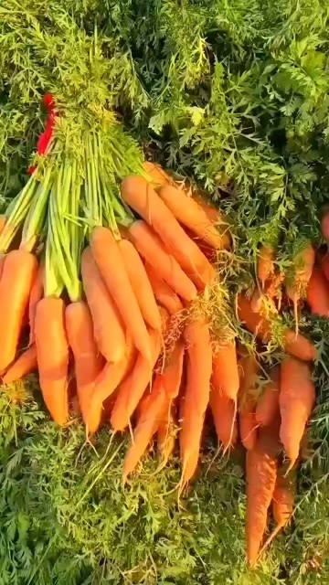 太康县胡萝卜