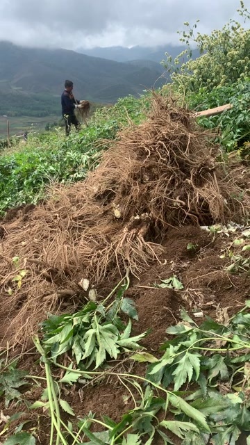 甘洛县每天都在大量上市